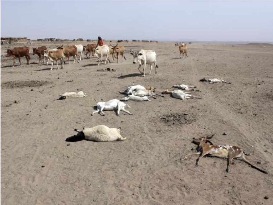 GLOBAL DROUGHT AND LIVESTOCK PRODUCTION LEAP